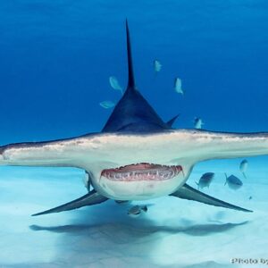 Underwater photo of a hammerhead shark, head on. Photo by Andre Fedak.