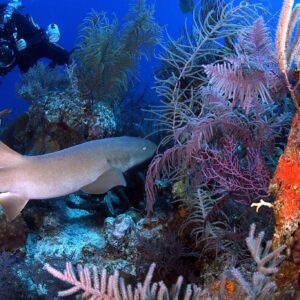 Underwater Naturalist photo of a diver tasking a photo of a shark in a coral reef.