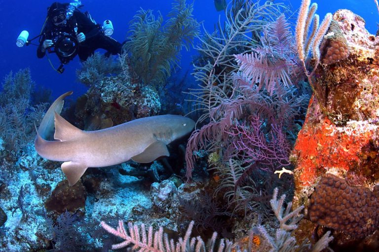 Underwater Naturalist photo of a diver tasking a photo of a shark in a coral reef.