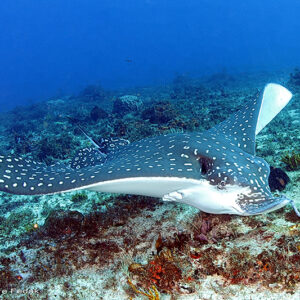 Underwater photo of spotted ray. Photo credit Andre Fedak.
