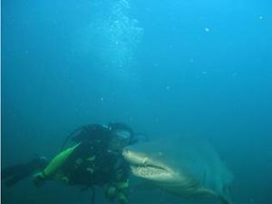 Photo of a diver next to a shark.