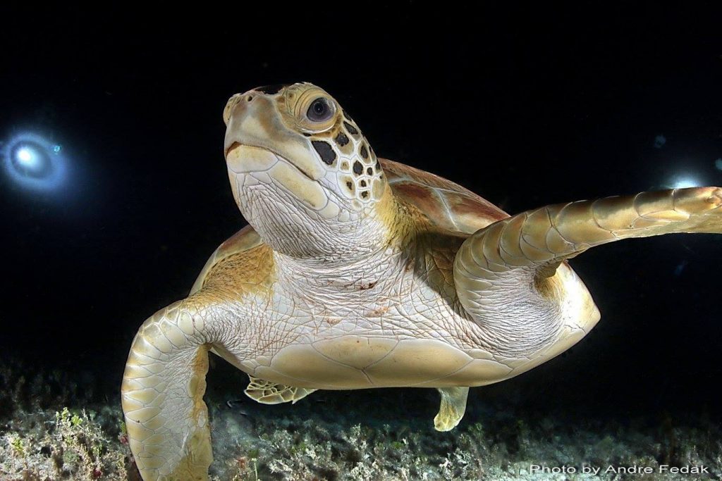 Underwater photo of a sea turtle.