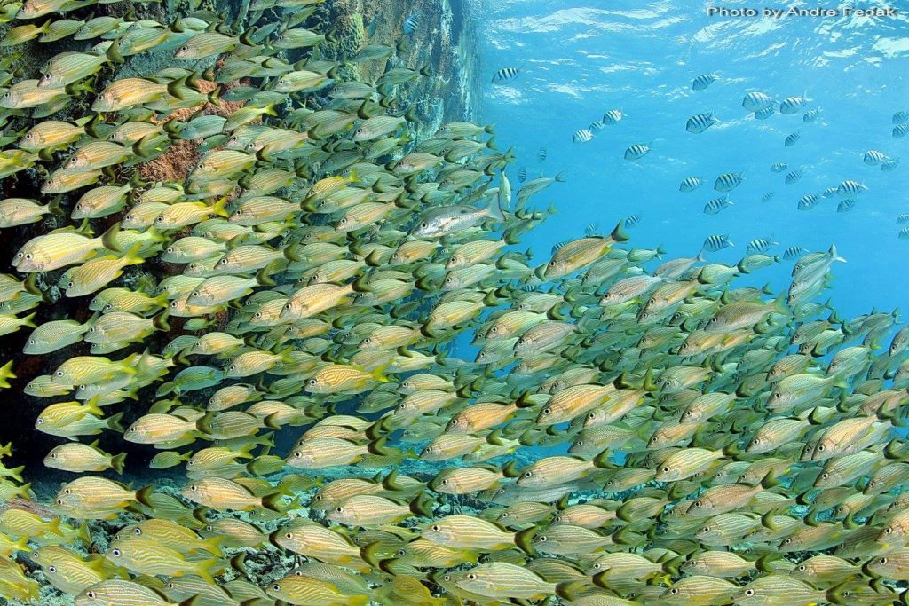 Underwater photo of a school of yellow fish.