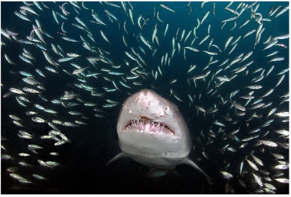 Underwater photo of a shark surrounded by a school of fish off the coast of North Carolina.